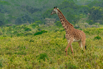 Giraffes in Tanzania