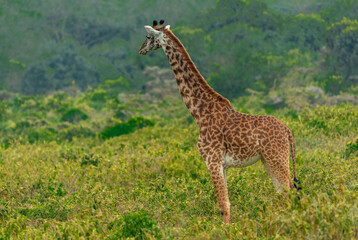 Giraffes in Tanzania
