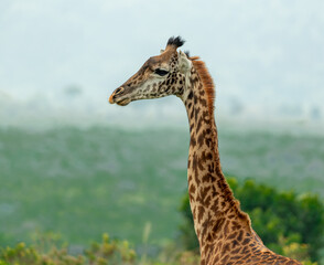 Giraffes in Tanzania