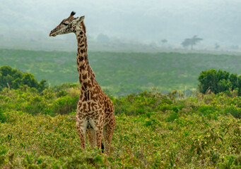 Giraffes in Tanzania