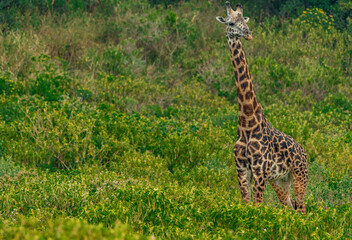Giraffes in Tanzania