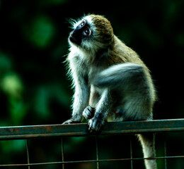 Vervet Monkey in Arusha, Tanzania