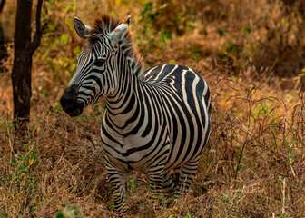 Zebras, Tanzania