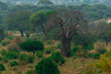 Tarangire National Park, Tanzania