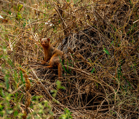 MAngoose, Tanzania