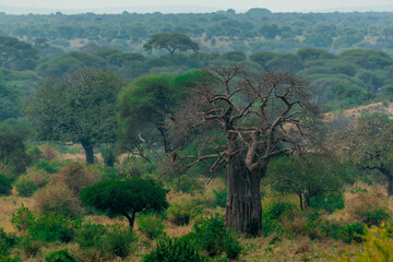 Tarangire National Park, Tanzania