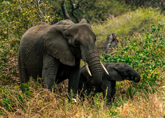 Elephants at Tarangire National Park