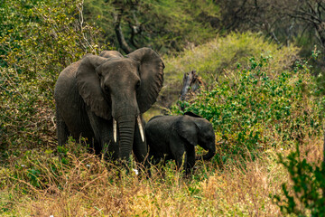 Fototapeta premium Elephants at Tarangire National Park