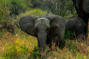 Naklejka premium Elephants at Tarangire National Park