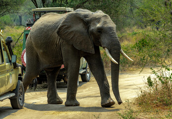 Elephants at Tarangire National Park