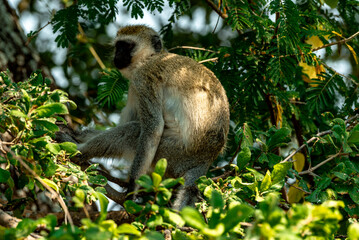 Vervet Monkeys at Tarangire National Park