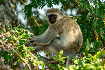 Vervet Monkeys at Tarangire National Park