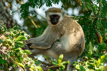 Vervet Monkeys at Tarangire National Park