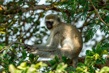 Vervet Monkeys at Tarangire National Park
