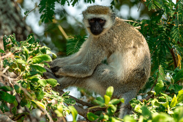 Vervet Monkeys at Tarangire National Park