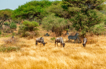 Naklejka premium Wildebeest, Tanzania