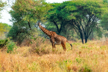 Giraffes in Tanzania