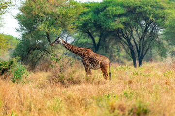 Giraffes in Tanzania