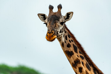 Giraffes in Tanzania