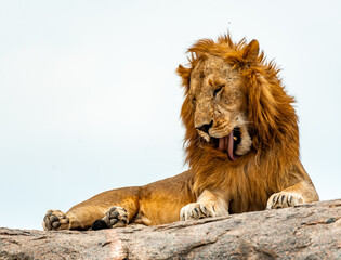 Lion, Serengeti National Park, Tanzania