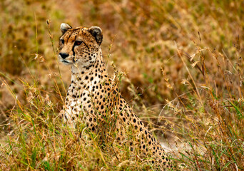 Cheetah at Serengeti National Park, Tanzania
