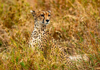 Cheetah, Serengeti National Park, Tanzania