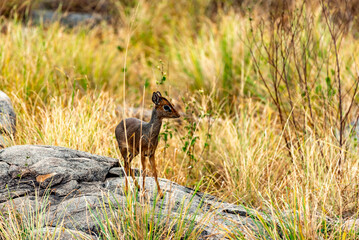 Diki Dik, Tanzania