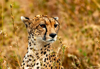 Cheetah, Serengeti National Park, Tanzania