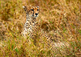 Cheetah at Serengeti National Park, Tanzania