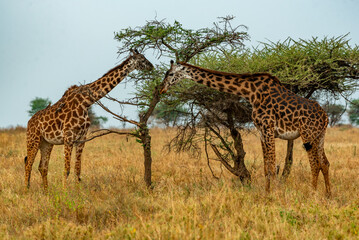 Giraffes in Tanzania