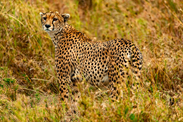 Naklejka premium Cheetah, Serengeti National Park, Tanzania