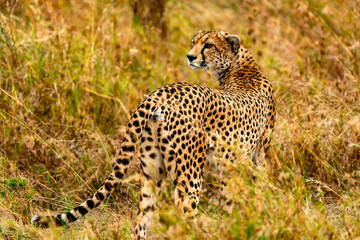 Cheetah at Serengeti National Park, Tanzania