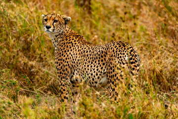 Cheetah at Serengeti National Park, Tanzania