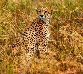 Cheetah at Serengeti National Park, Tanzania