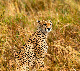 Naklejka premium Cheetah, Serengeti National Park, Tanzania