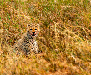 Cheetah, Serengeti National Park, Tanzania