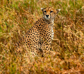 Cheetah at Serengeti National Park, Tanzania