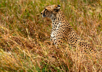 Cheetah at Serengeti National Park, Tanzania