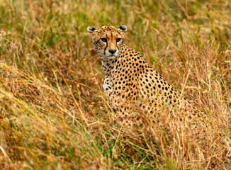 Cheetah at Serengeti National Park, Tanzania