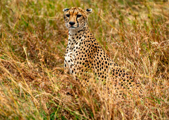 Cheetah, Serengeti National Park, Tanzania