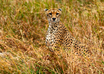 Cheetah, Serengeti National Park, Tanzania
