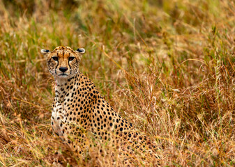 Cheetah, Serengeti National Park, Tanzania