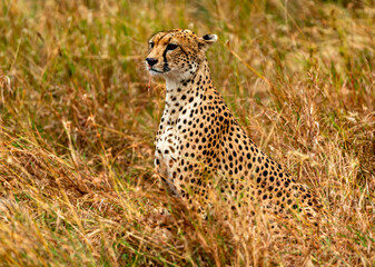 Cheetah at Serengeti National Park, Tanzania