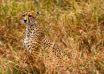 Cheetah, Serengeti National Park, Tanzania