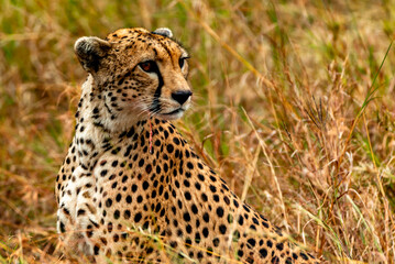 Cheetah at Serengeti National Park, Tanzania