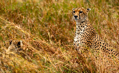 Cheetah, Serengeti National Park, Tanzania