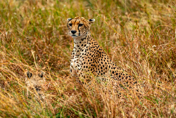 Cheetah, Serengeti National Park, Tanzania