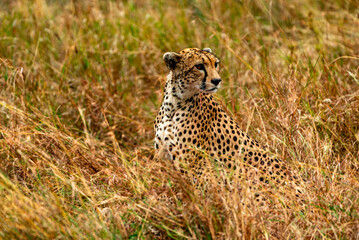 Cheetah, Serengeti National Park, Tanzania