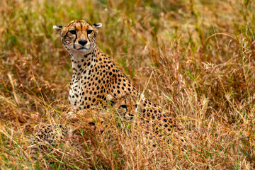 Cheetah, Serengeti National Park, Tanzania