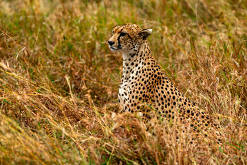 Cheetah at Serengeti National Park, Tanzania